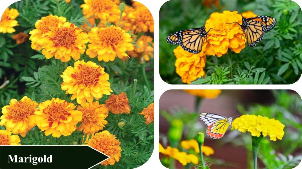 Marigold | Plants that attract butterflies