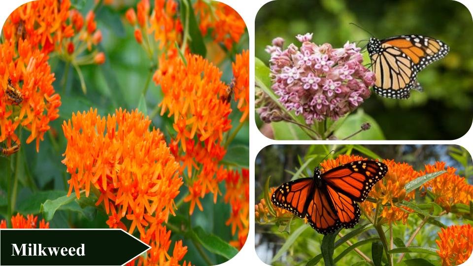 Milkweed | Plants that attract butterflies