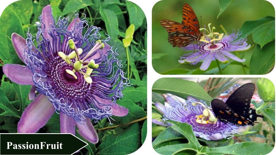 Passion Fruit | Plants that attract butterflies