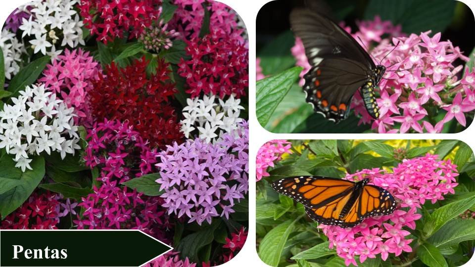 Pentas | Plants that attract butterflies