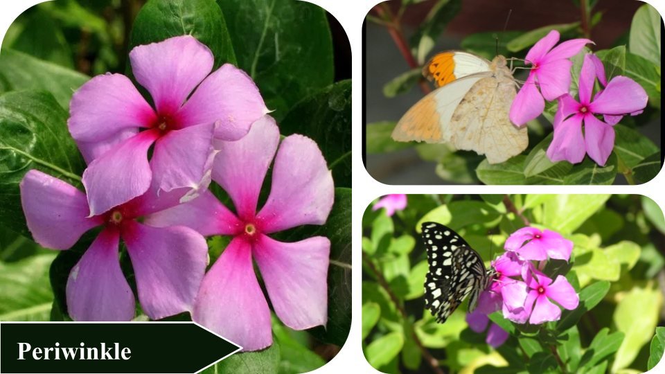 Periwinkle | Plants that attract butterflies