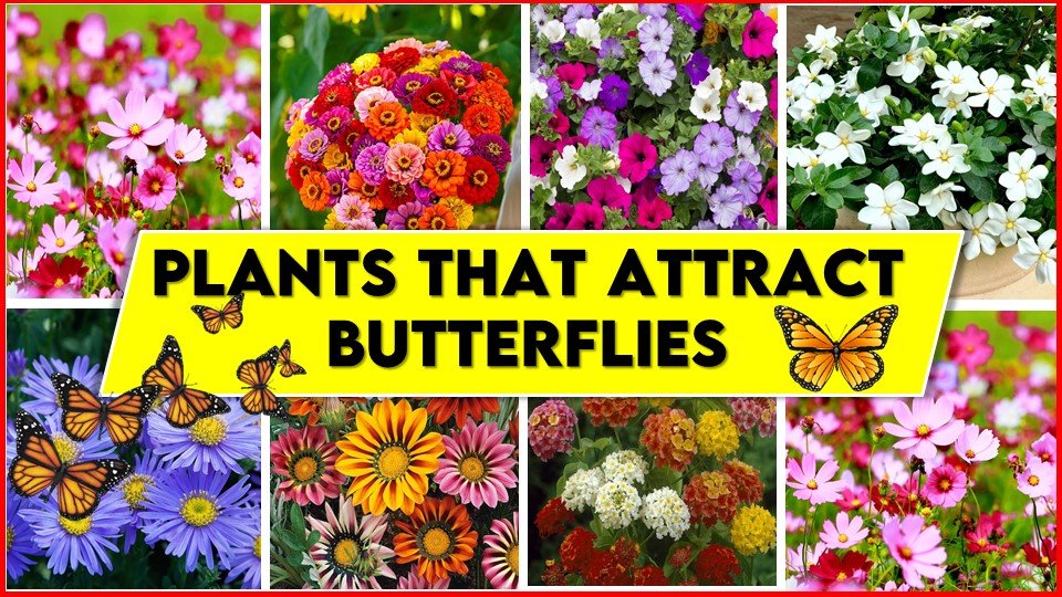 30 Showy Plants That Attract Butterflies to Create Aflutter