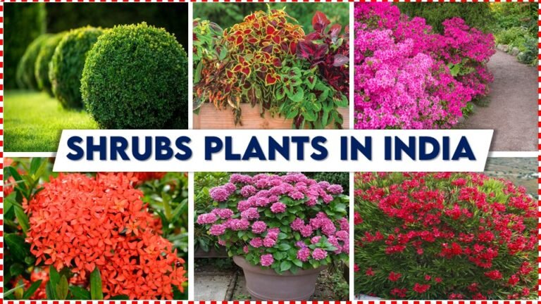 Shrubs Plants in India