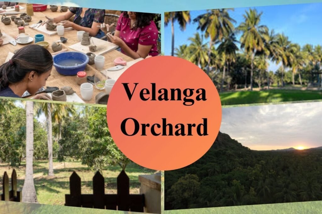 Velanga Orchard, Andhra Pradesh | What is agrotourism |