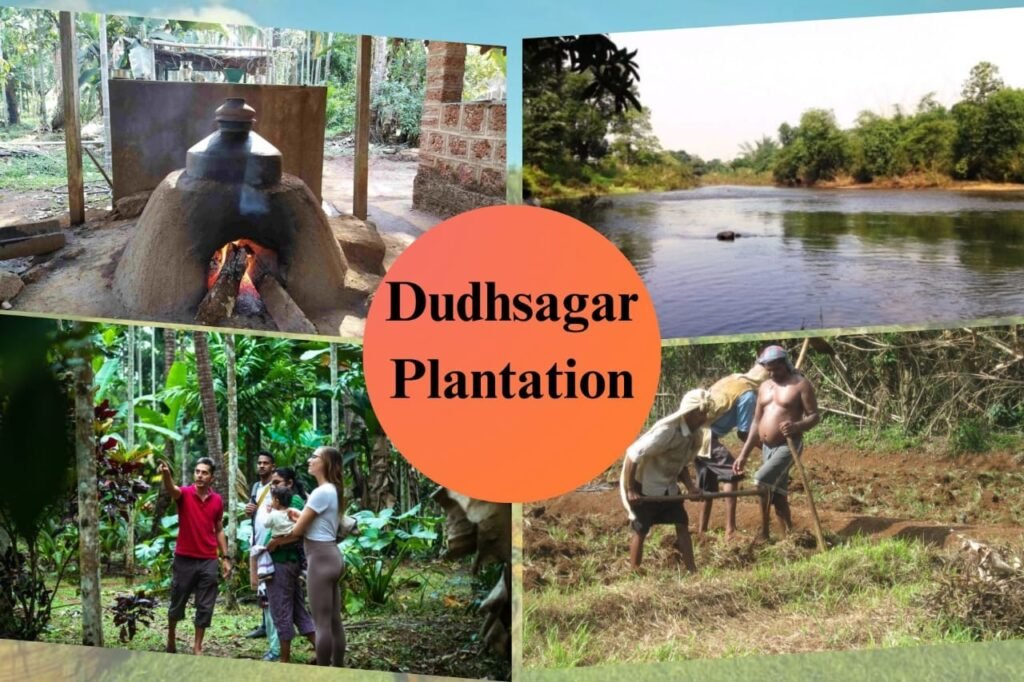 Dudhasagar Plantation, Goa | What is agrotourism |