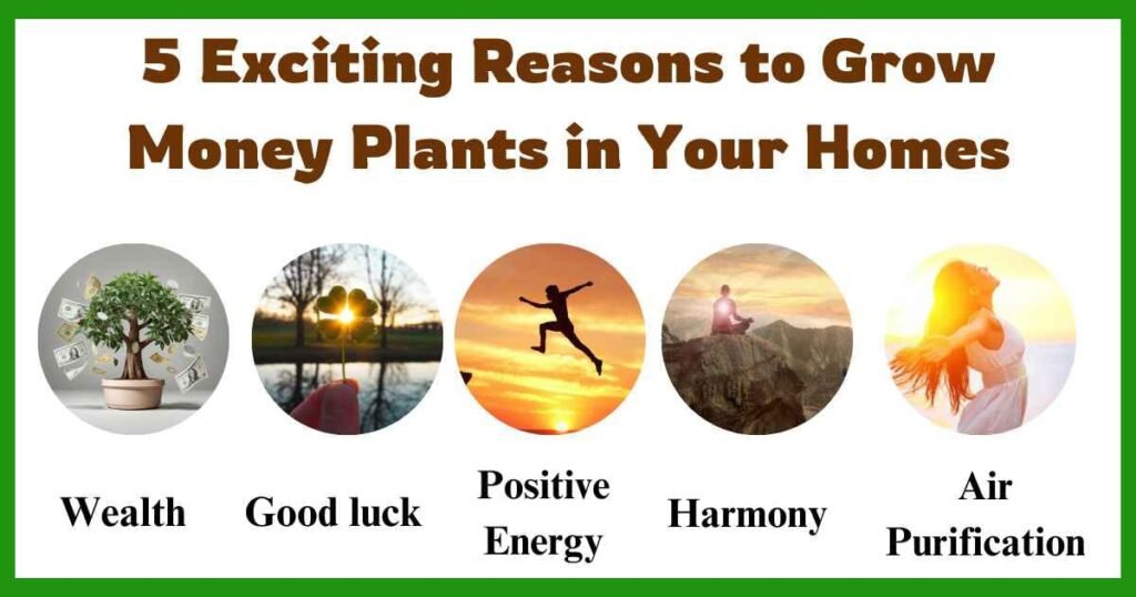 5 reasons to grow money plant | why money plant is called money plant? |