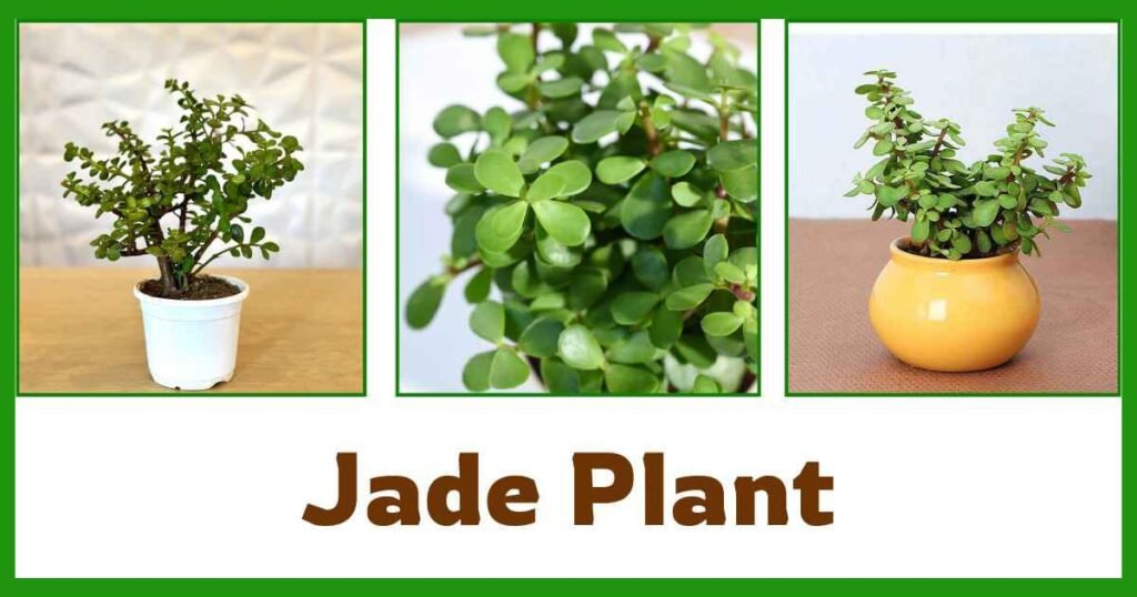 Crassula ovata ( Jade Plant ) | why money plant is called money plant? |