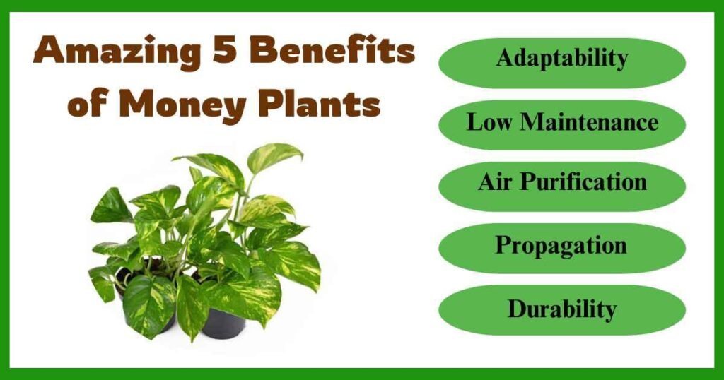 5 benefits of money plants | why money plant is called money plant? |