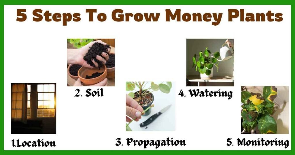5 simple steps to grow money plant | why money plant is called money plant? |