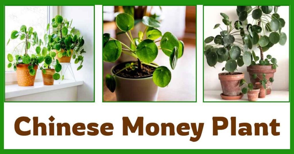Pilea peperomioides ( Chinese Money Plant ) | why money plant is called money plant? |