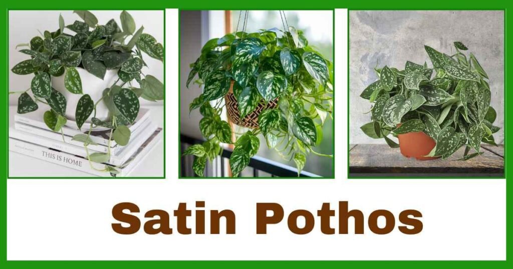 Scindapsus pictus ( Satin Pothos ) | why money plant is called money plant? |
