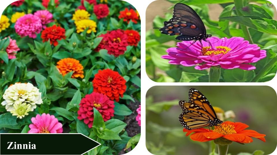 Zinnia | Plants that attract butterflies