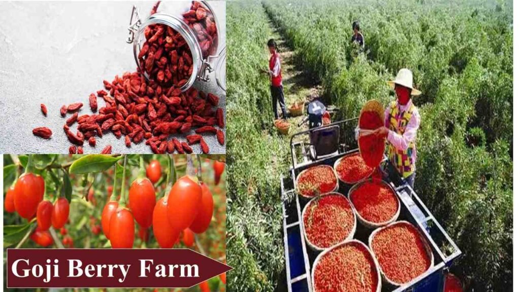 Goji Berry Farm | Small Farm Business Ideas