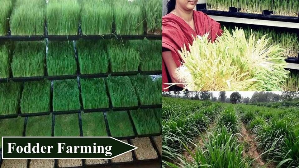 Fodder Farming | Money Making Agriculture Business Ideas