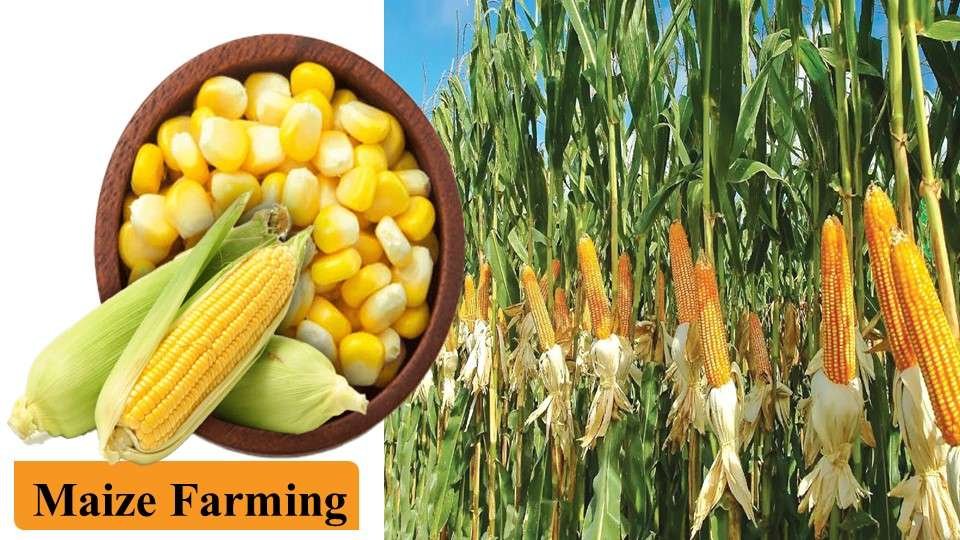 Maize Farming | Farming Business Ideas