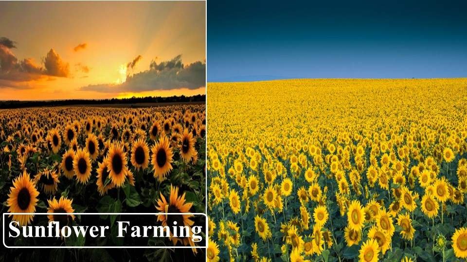 Sunflower Farming | Farming Business Ideas