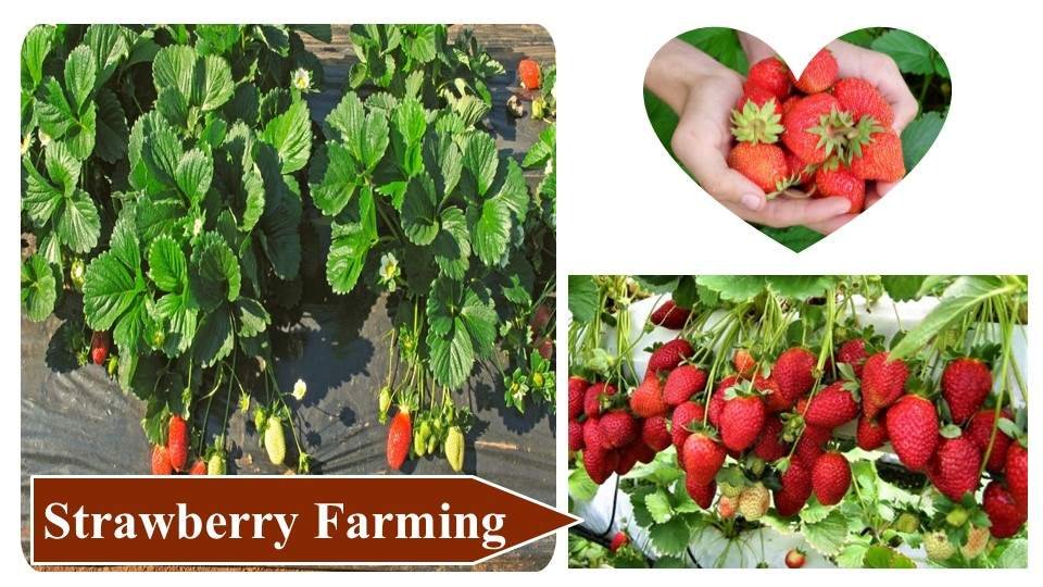 Strawberry Farming | Money Making Agriculture Business Ideas