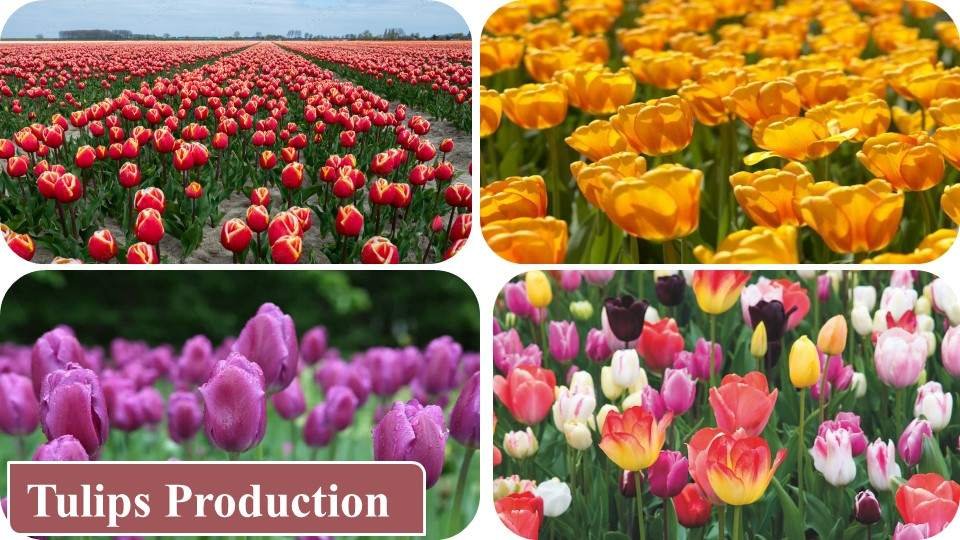 Tulips Production | Farming Business Ideas