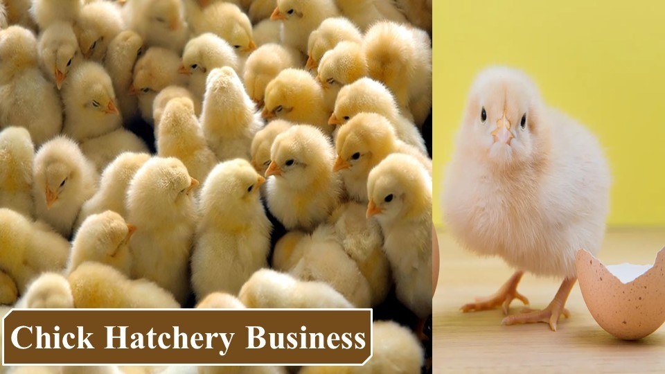 Chick Hatchery Business | Farming Business Ideas