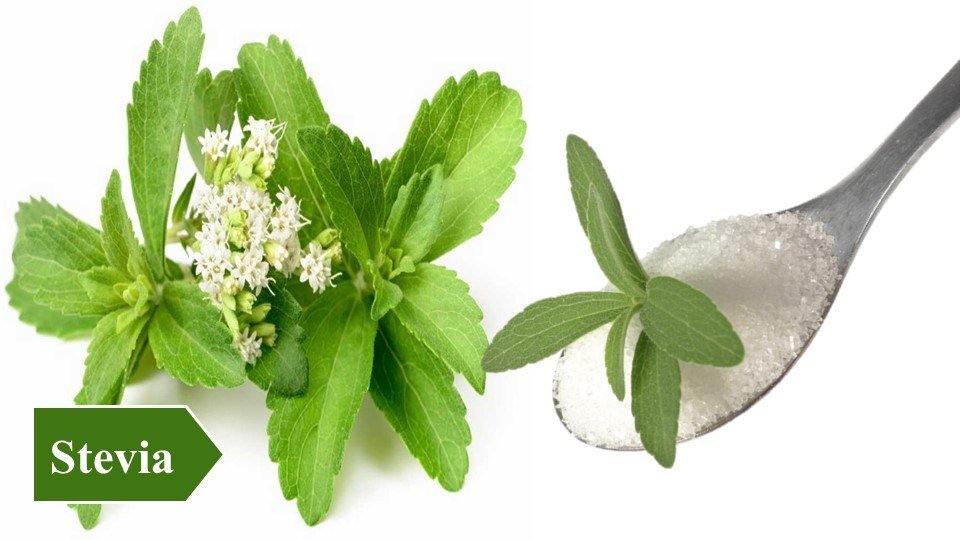 Stevia | Top 10 Medicinal Plants and Their Uses