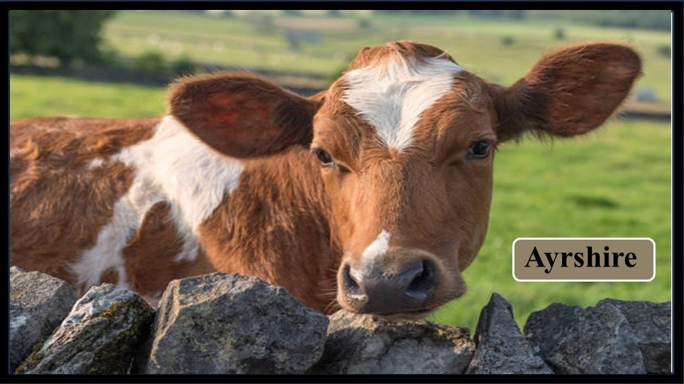 5. Ayrshire | Exotic Breeds of Cattle 