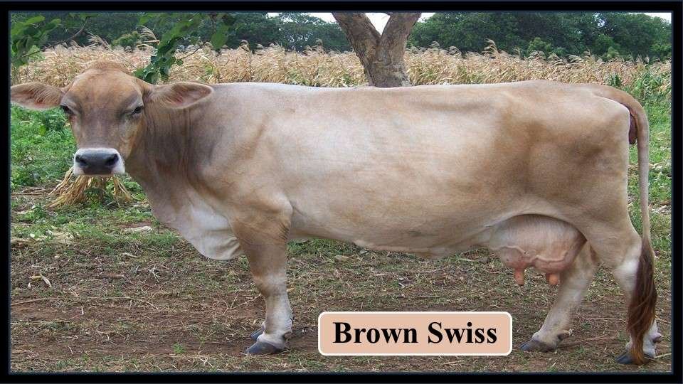 3. Brown Swiss | Exotic Breeds of Cattle