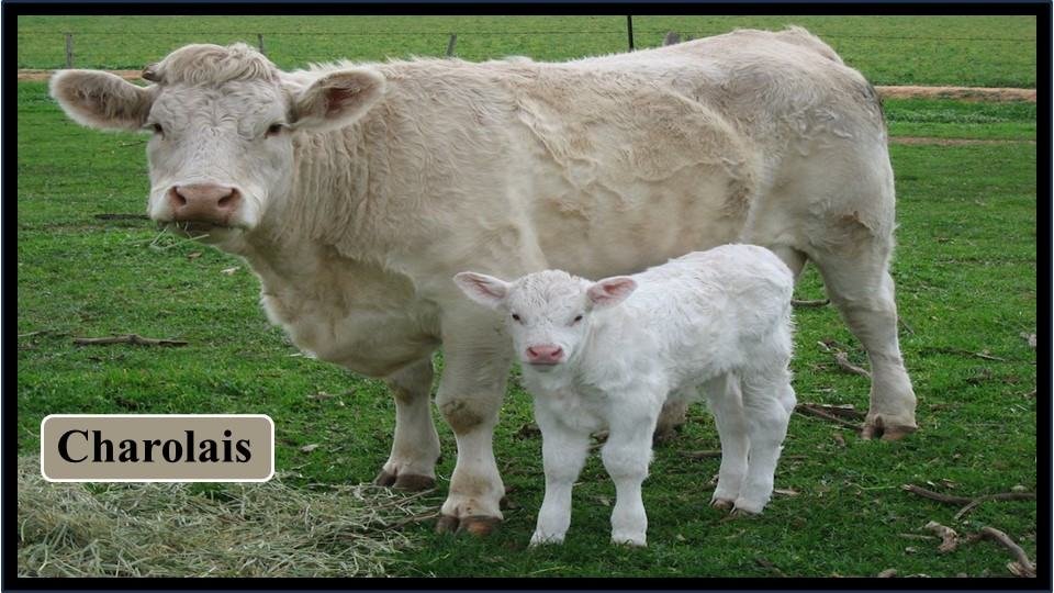 9. Charolais  | Exotic Breeds of Cattle 