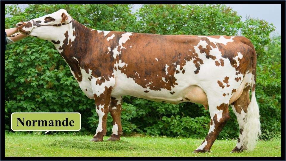 7. Normande | Exotic Breeds of Cattle 