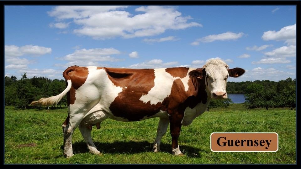 4. Guernsey | Exotic Breeds of Cattle