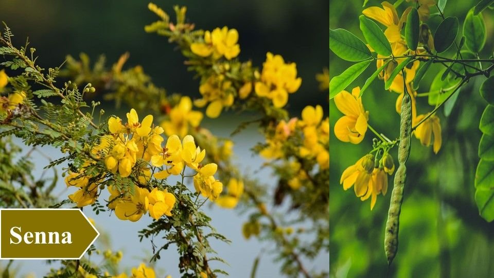 Senna | Top 10 Medicinal Plants and Their Uses