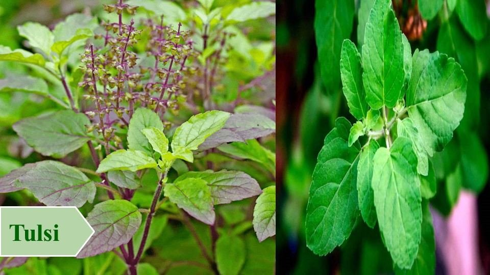 Tulsi | Top 10 Medicinal Plants and Their Uses