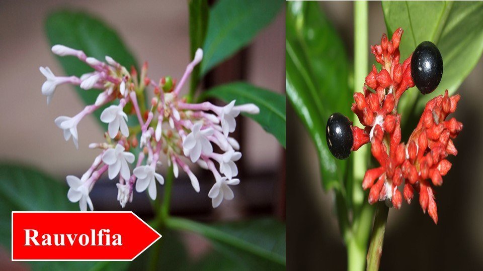 Rauvolfia | Top 10 Medicinal Plants and Their Uses