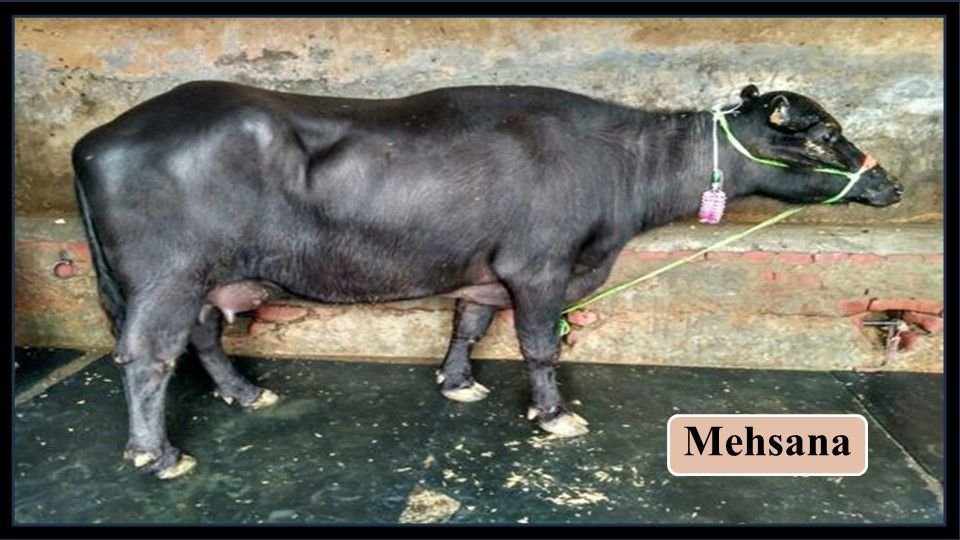 Mehsana | Buffalo Breeds in India