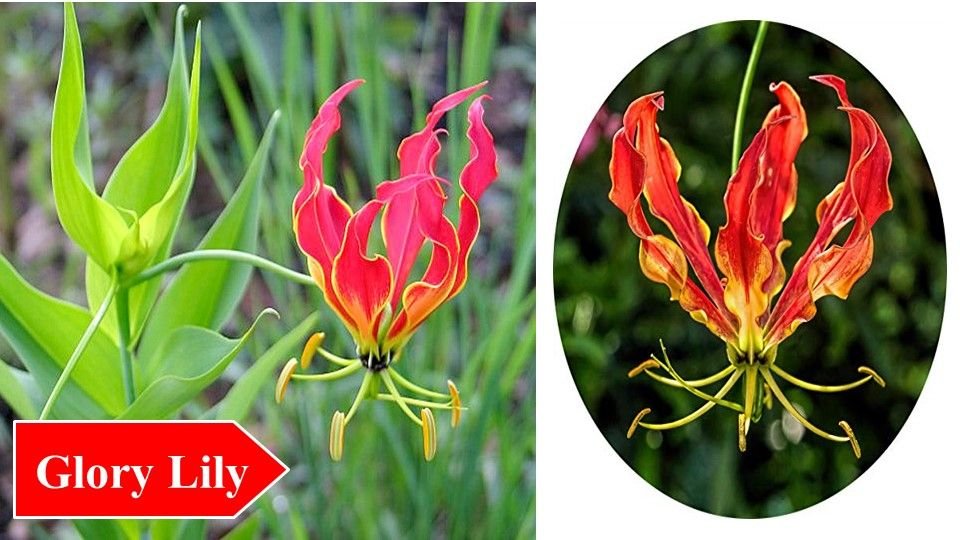Glory Lily | Top 10 Medicinal Plants and Their Uses
