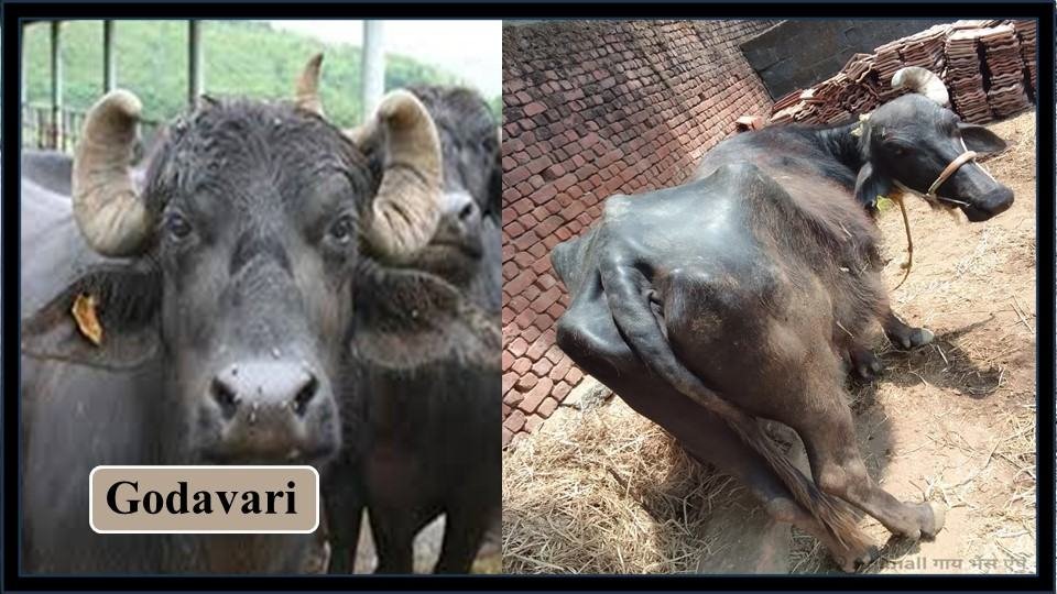 Godhavari | Buffalo Breeds in India