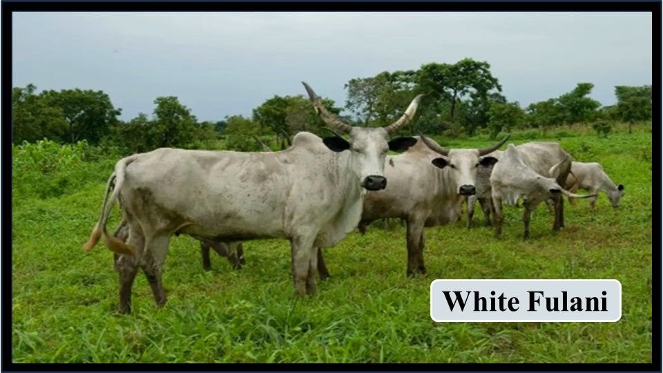 10. White Fulani | Exotic Breeds of Cattle 