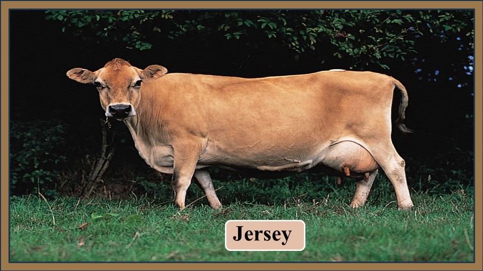 1. Jersey | Exotic Breeds of Cattle