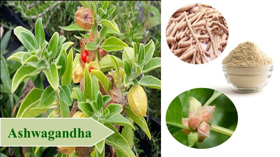 Ashwagandha | Top 10 Medicinal Plants and Their Uses