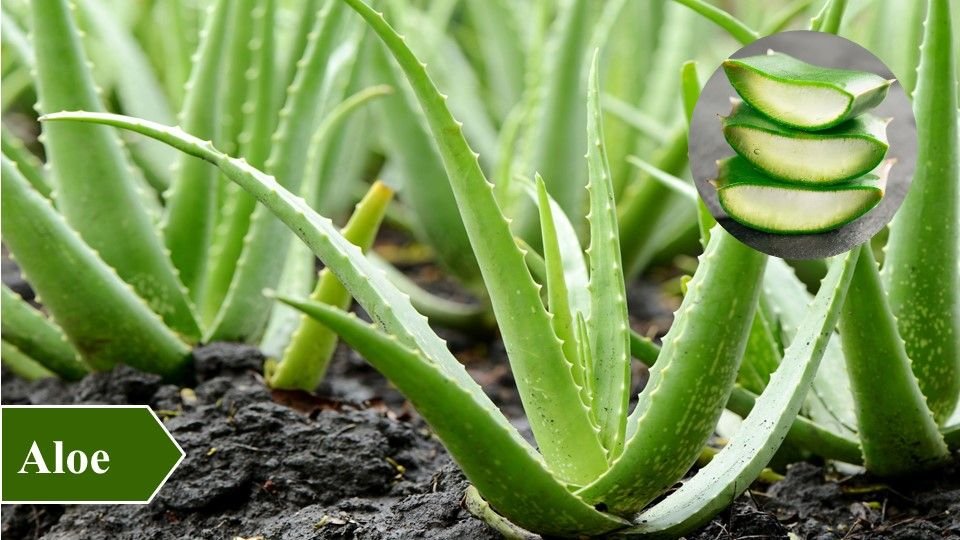Aloe | Top 10 Medicinal Plants and Their Uses