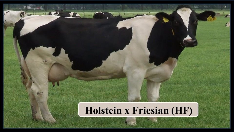 2. Holstein Friesian (HF) | Exotic Breeds of Cattle