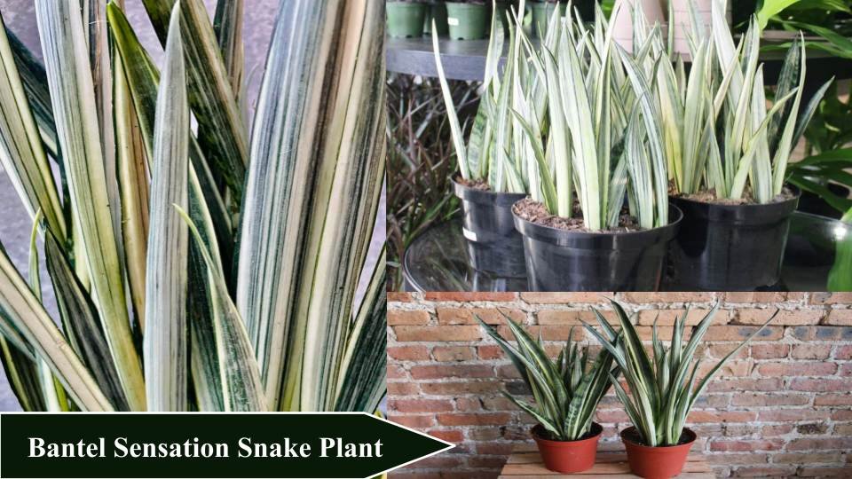 Bantel Sensation Snake Plant | Types of Snake Plant