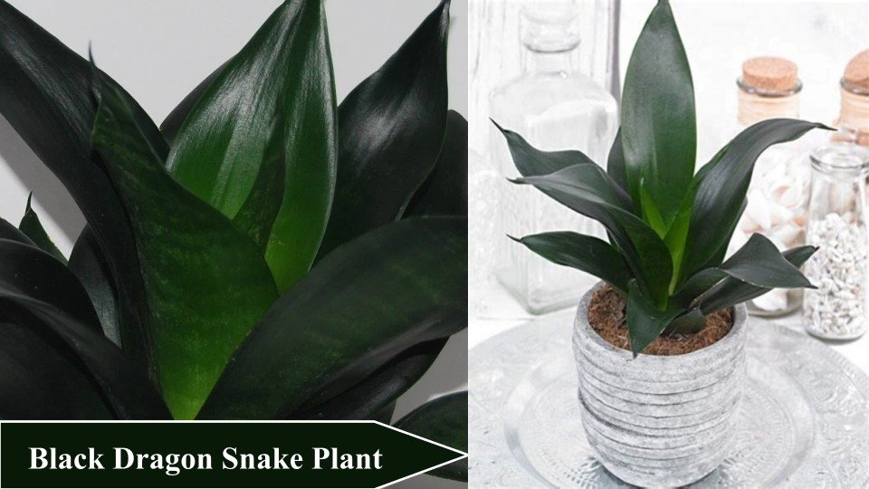 Black Dragon Snake Plant | Types of Snake Plant
