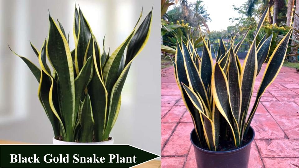 Black Gold Snake Plant | Types of Snake Plant