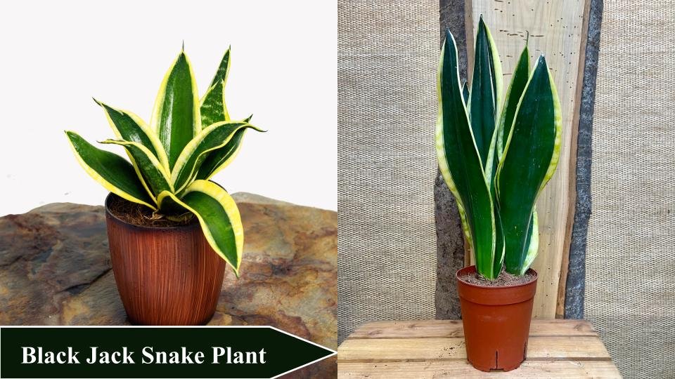 Black Jack Snake Plant | Types of Snake Plants