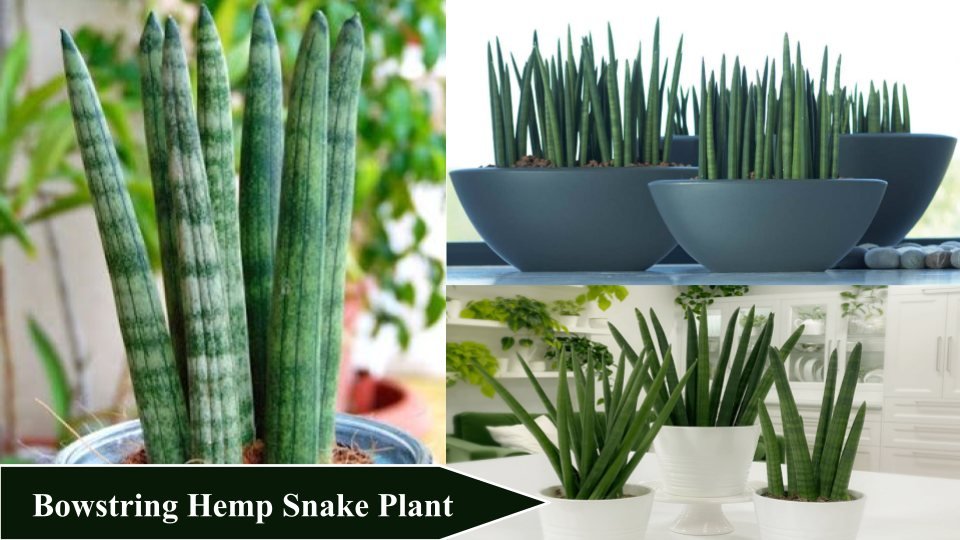 Bowstring Hemp Snake Plant | Types of Snake Plants
