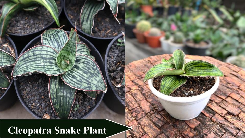 Cleopatra Snake Plant | Types of Snake Plant