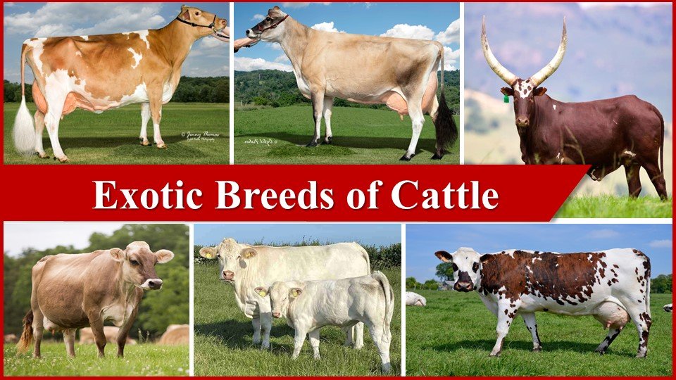 Exotic Breeds of Cattle