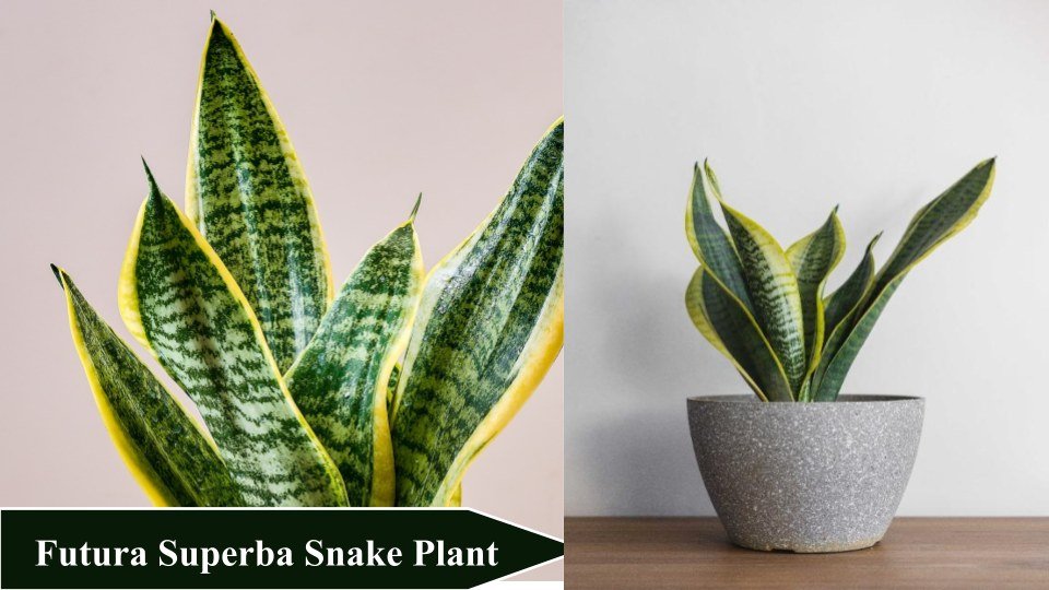 Futura Superba Snake Plant | Types of Snake Plant