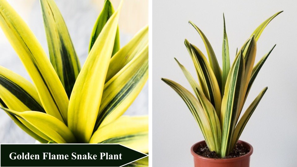 Golden Flame Snake Plant | Types of Snake Plants
