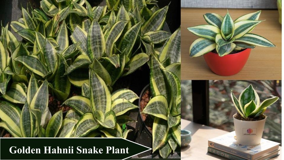 Golden Hahnii Snake Plant | Types of Snake Plants